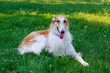Köpek ırkı Rus tazı tazı