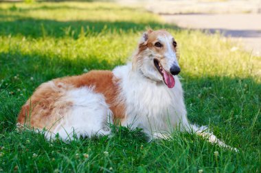 Köpek ırkı Rus tazı tazı