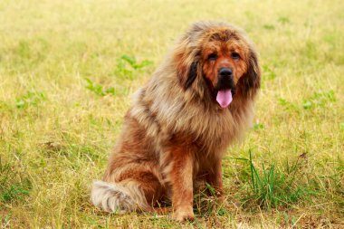 köpek doğurmak Tibetli mastiff