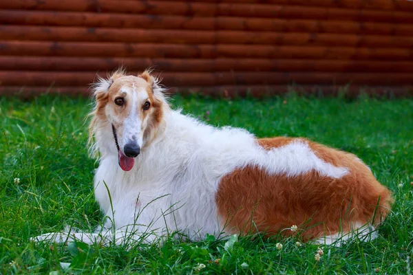 Raça de cão Cão de caça russo — Fotografia de Stock