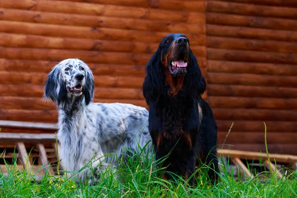 Порода собак Шотландский сеттер — стоковое фото