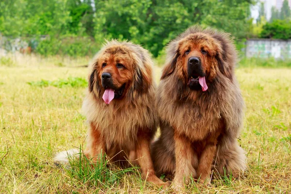 Raça de cães Mastim tibetano — Fotografia de Stock