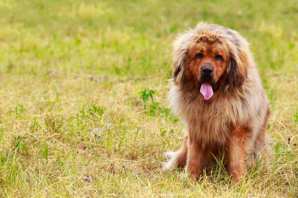 Hondenras Tibetaanse mastiff — Stockfoto