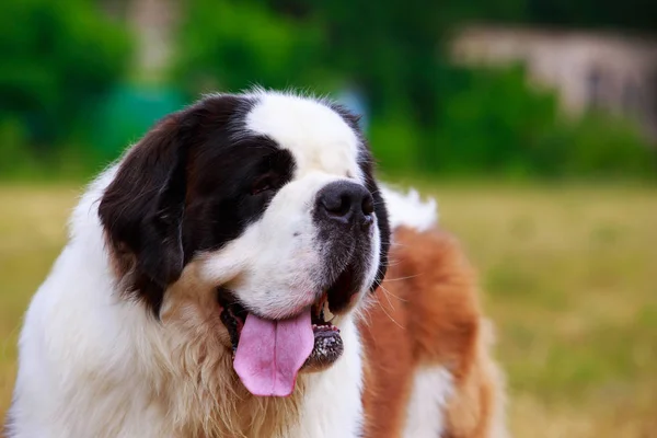 Raça de cães Saint Bernard — Fotografia de Stock