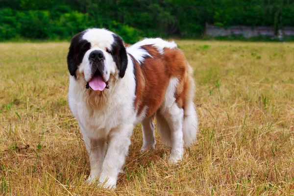 Порода собак Сен-Бернар — стоковое фото