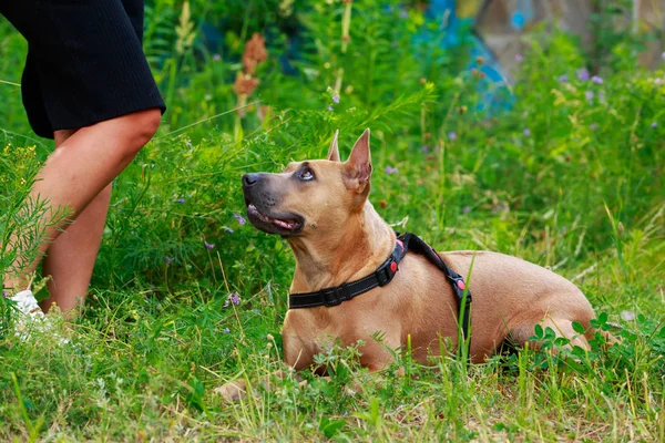 Порода собак Thai Ridgeback — стоковое фото