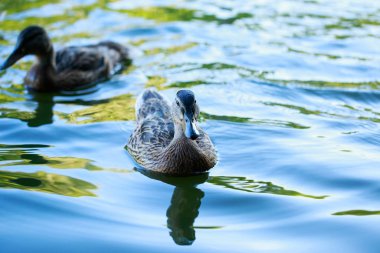 Su havuzundaki ördekler
