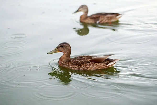 Patos en el estanque de agua — Foto de Stock