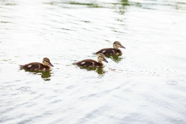 Patos en el estanque de agua — Foto de Stock