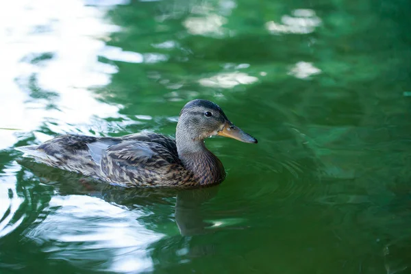 Kachna na vodním rybníku — Stock fotografie