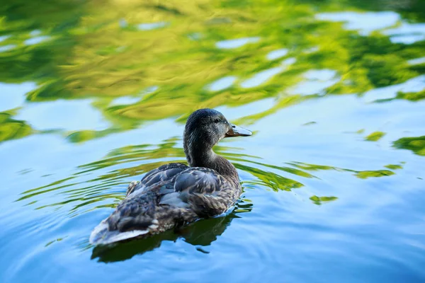 Pato en el estanque de agua — Foto de Stock
