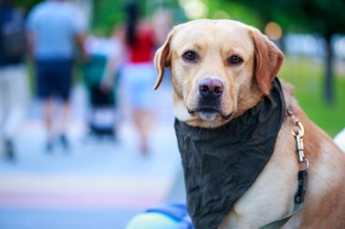 köpek doğurmak labrador geri almak