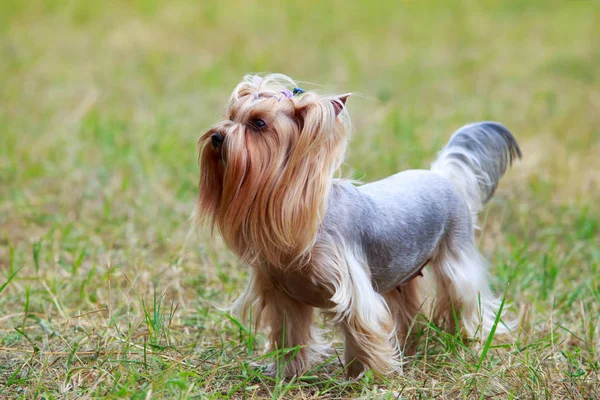 Pies rasy yorkshire terrier — Zdjęcie stockowe