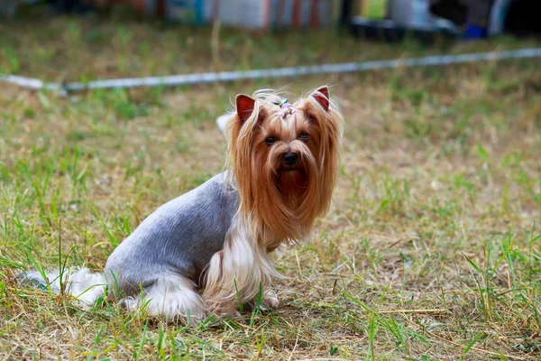 Hunderasse yorkshire terrier — Stockfoto