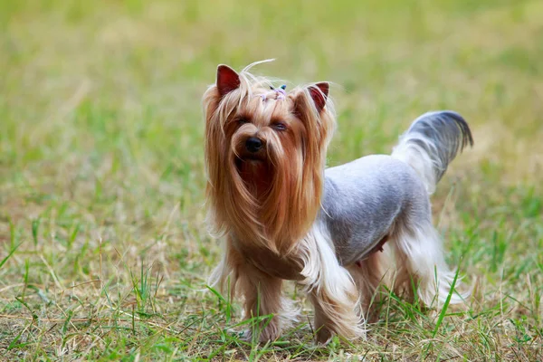 Pies rasy yorkshire terrier — Zdjęcie stockowe