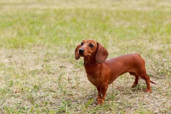Race canine Dachshund — Photo
