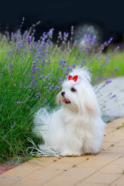 Schattige Maltese hond — Stockfoto