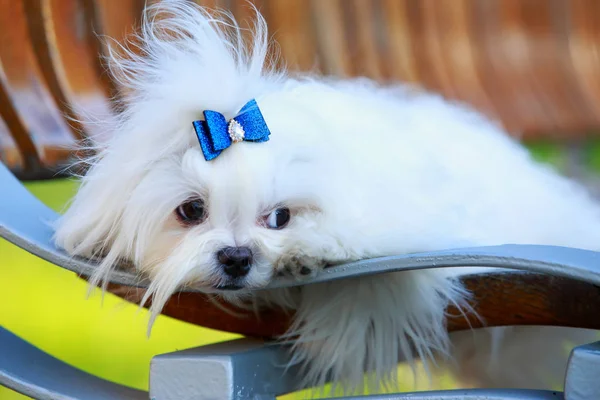 Ładny pies-maltański — Zdjęcie stockowe