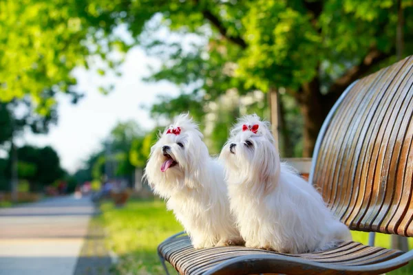 Söt maltesiska dog — Stockfoto