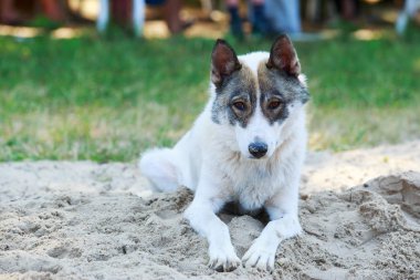 Köpek ırkı Batı Sibirya Laika