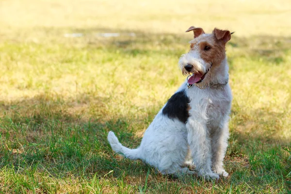 Dog breed Fox Terrier — Stock Photo, Image