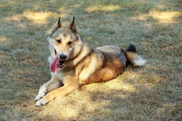 Dog breed West Siberian Laika