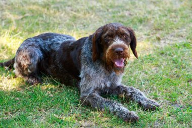 Köpek ırkı Drahthaar