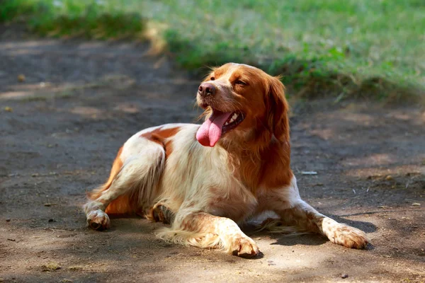 Dog breed Breton Spaniel — Stock Photo, Image