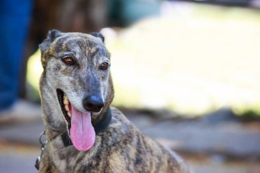 Köpek ırkı Greyhound