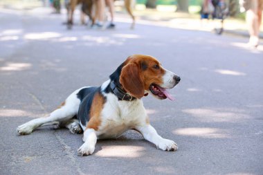 Köpek ırkı Amerikan Foxhound