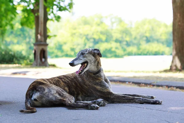 Raça de cães Greyhound — Fotografia de Stock