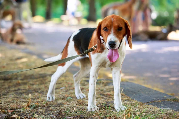 The dog breed American Foxhound — Stock Photo, Image