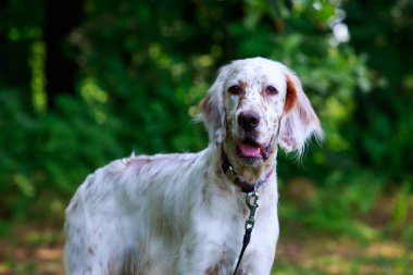 Köpek ırkı İngiliz Setter