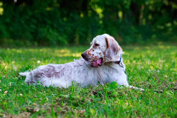 Raça cão Inglês Setter — Fotografia de Stock