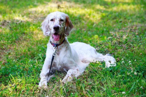 Cane razza inglese Setter — Foto Stock