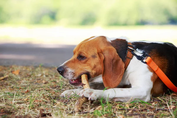 Собака породы Американский Foxhound — стоковое фото
