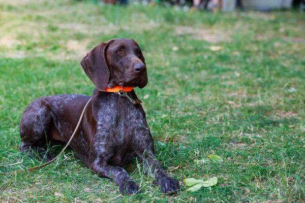 German Shorthaired Pointer — Stock Photo, Image