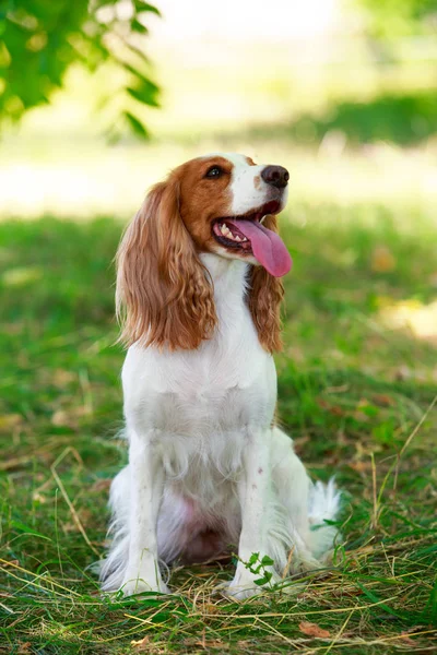 Race de chien chasse russe Spaniel — Photo