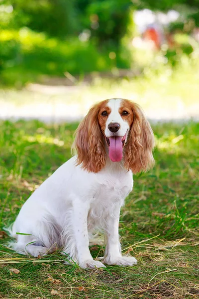 Raza de perro caza rusa Spaniel — Foto de Stock