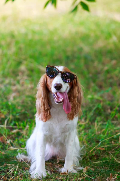 Raça cão caça russa Spaniel — Fotografia de Stock