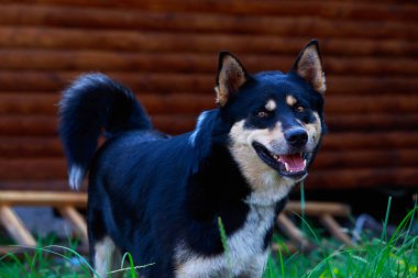 Köpek ırkı Doğu Sibirya Laika