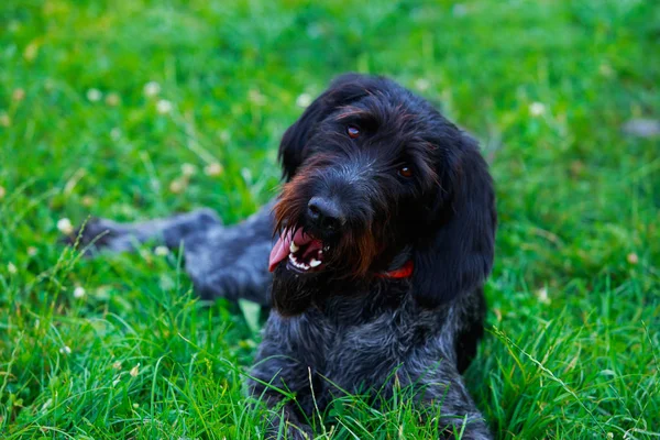 犬の品種ドラタール — ストック写真