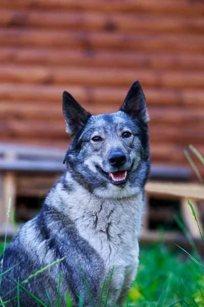 Hondenras West-Siberische Laika — Stockfoto