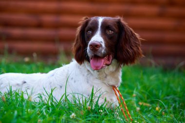 İngiliz Springer Spaniel köpek doğurmak
