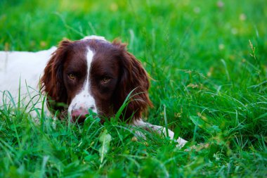 İngiliz Springer Spaniel köpek doğurmak