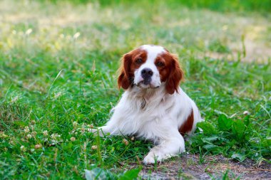 Köpek ırkı Breton Spaniel