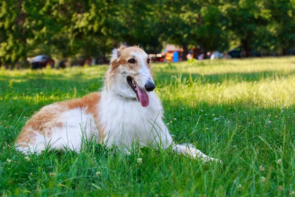 Raça de cão Cão de caça russo — Fotografia de Stock