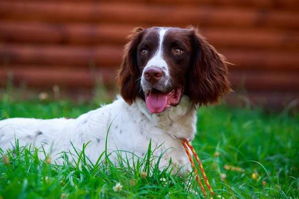 Порода собак English Springer Spaniel — стоковое фото