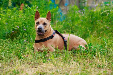 köpek doğurmak Tay Ridgeback