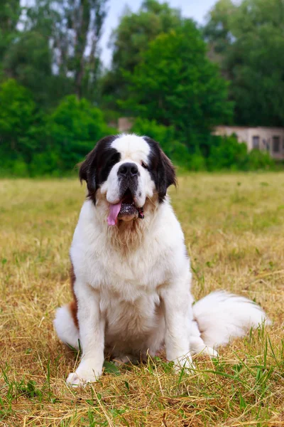 Race de chiens Saint Bernard — Photo